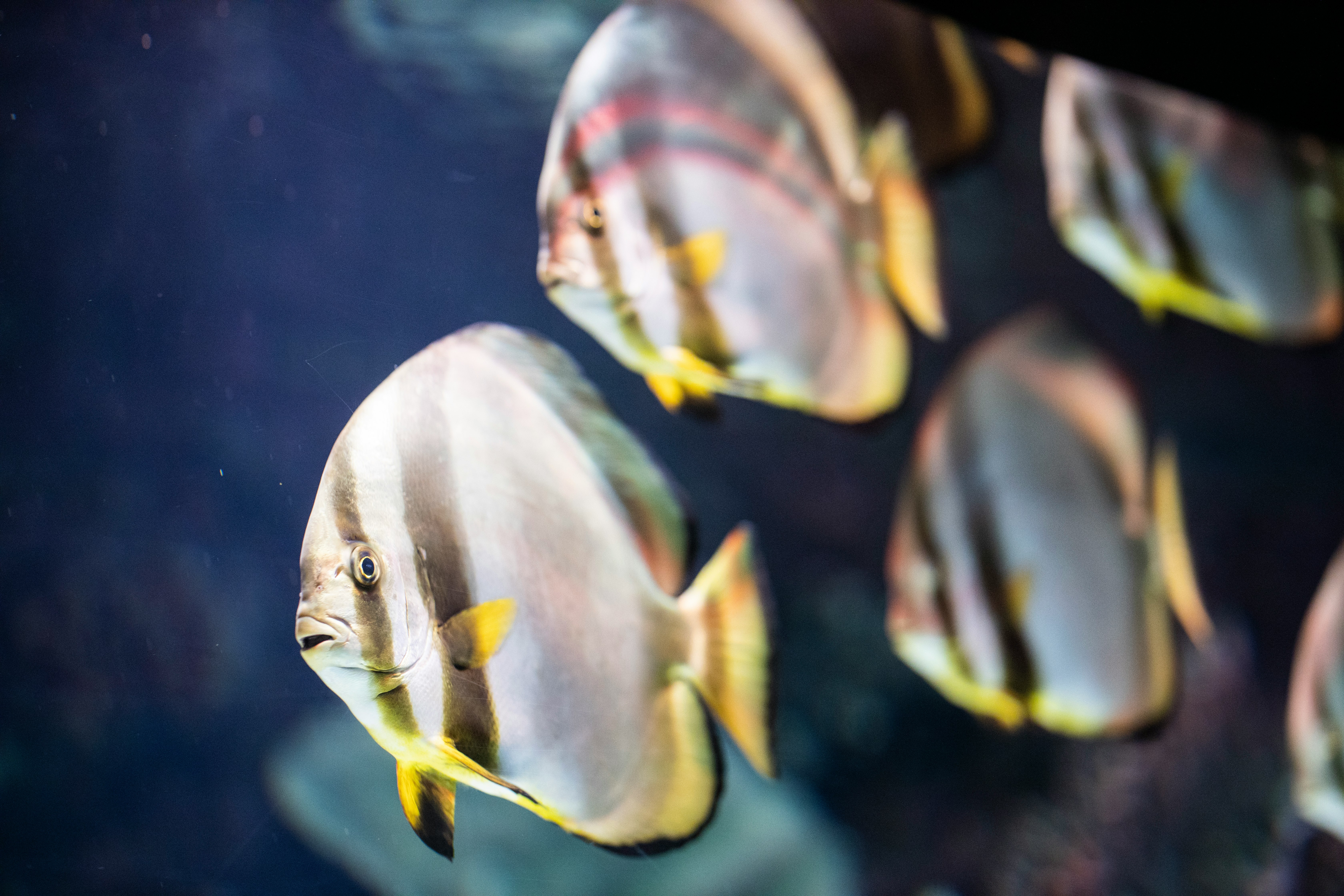 white and yellow fish on water